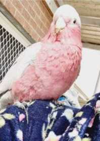 Lost Galah Cockatoo