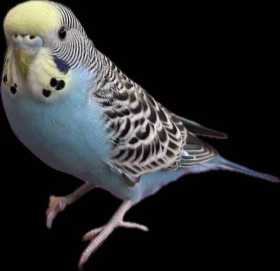 Lost Budgerigar