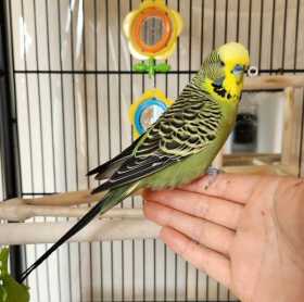 Lost Budgerigar