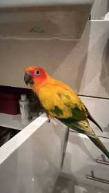 Lost Conure