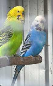 Lost Budgerigar