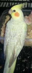 Lost Cockatiel