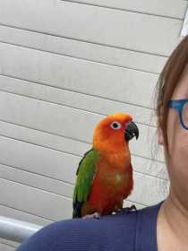 Lost Conure