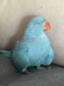 Lost Indian Ringneck Parakeet