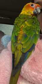 Lost Conure