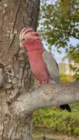 Lost Galah Cockatoo