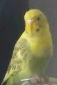 Lost Budgerigar