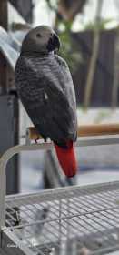 Lost African Grey