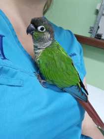 Lost Conure