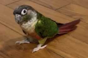 Lost Conure