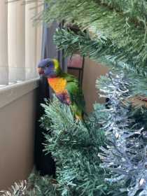 Lost Lory / Lorikeet