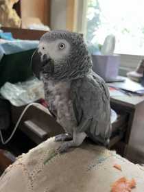 Lost African Grey