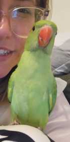 Lost Indian Ringneck Parakeet