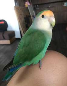 Lost Lovebird