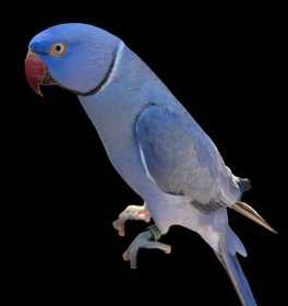 Lost Indian Ringneck Parakeet