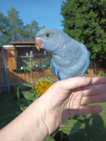 Lost Indian Ringneck Parakeet