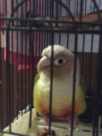 Lost Conure