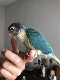 Lost Conure