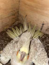 Lost Cockatiel