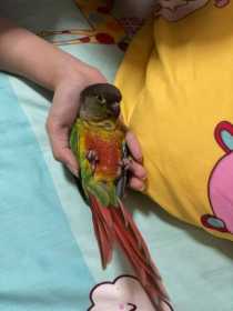 Lost Conure