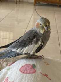 Lost Cockatiel