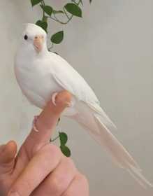 Lost Cockatiel