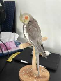 Lost Cockatiel