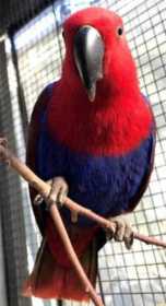 Lost Eclectus