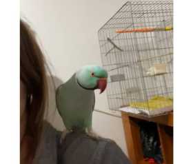 Lost Indian Ringneck Parakeet