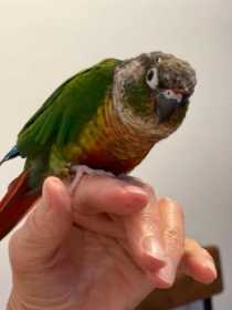 Lost Conure