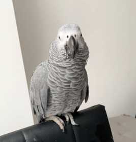 Lost African Grey