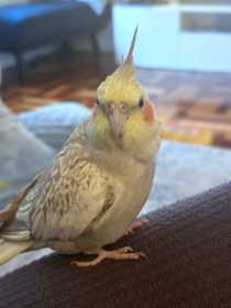 Lost Cockatiel