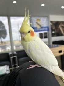 Lost Cockatiel