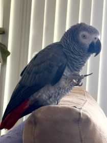 Lost African Grey