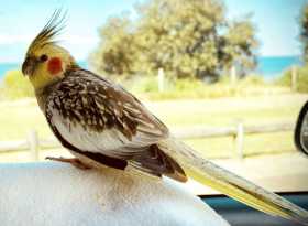 Lost Cockatiel