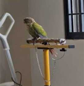 Lost Conure