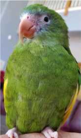 Lost White-Winged / Canary-Winged Parakeet