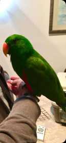 Lost Eclectus