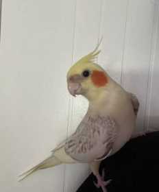 Lost Cockatiel