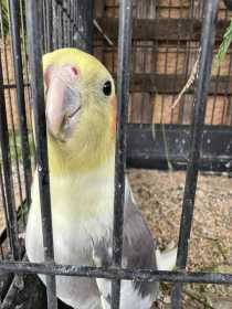 Lost Cockatiel