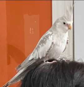 Lost Cockatiel