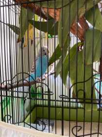 Lost Budgerigar