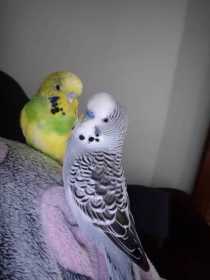 Lost Budgerigar