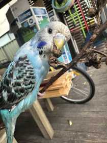 Lost Budgerigar