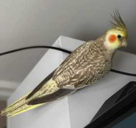 Lost Cockatiel