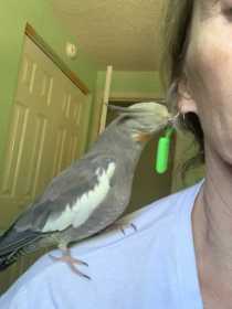 Lost Cockatiel