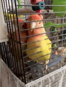 Lost Lovebird