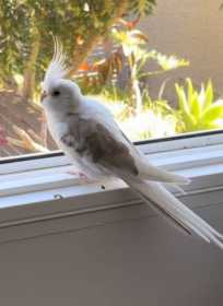 Lost Cockatiel