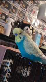 Lost Budgerigar