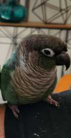 Lost Conure